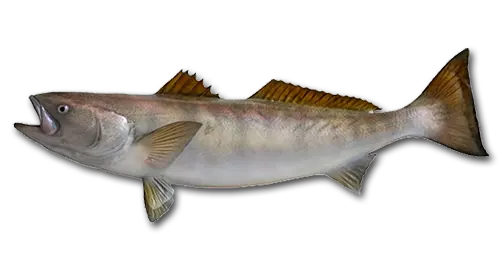  White Seabass