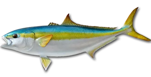 California Yellowtail