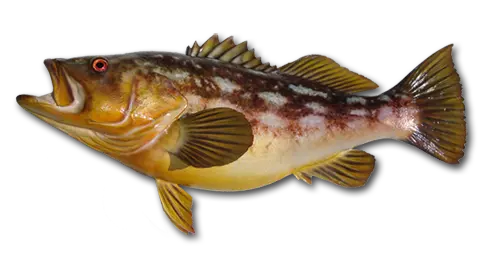 Kelp (Calico) Bass